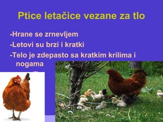 Ptice letačice vezane za tlo
-Hrane se zrnevljem
-Letovi su brzi i kratki
-Telo je zdepasto sa kratkim krilima i
nogama
 