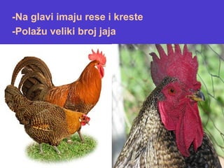 -Na glavi imaju rese i kreste
-Polažu veliki broj jaja
 