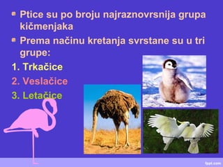 Ptice su po broju najraznovrsnija grupa
kičmenjaka
Prema načinu kretanja svrstane su u tri
grupe:
1. Trkačice
2. Veslačice
3. Letačice
 