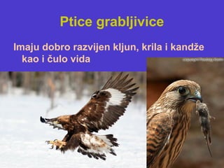 Ptice grabljivice
Imaju dobro razvijen kljun, krila i kandže
kao i čulo vida
 
