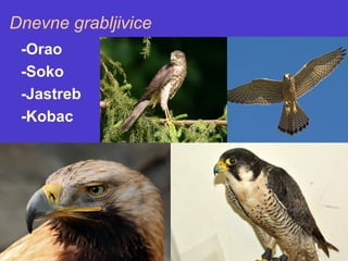 Dnevne grabljivice
-Orao
-Soko
-Jastreb
-Kobac
 