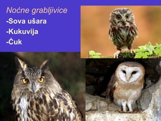 Noćne grabljivice
-Sova ušara
-Kukuvija
-Ćuk
 