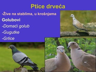 Ptice drveća
-Žive na stablima, u krošnjama
Golubovi
-Domaći golub
-Gugutke
-Grlice
 