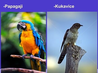 -Papagaji -Kukavice
 