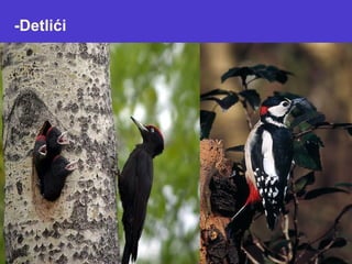 -Detlići
 