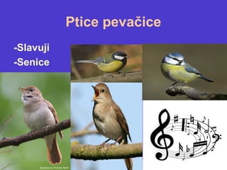Ptice pevačice
-Slavuji
-Senice
 