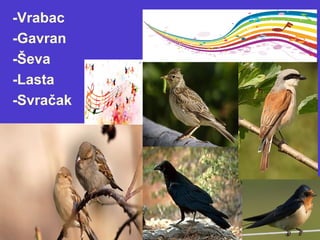 -Vrabac
-Gavran
-Ševa
-Lasta
-Svračak
 