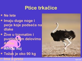 Ptice trkačice
Ne lete
Imaju duge noge i
perje koje podseća na
dlake
Žive u travnatim i
pustinjskim delovima
Afrike
Afrički noj
Težak je oko 90 kg
Ima 2 prsta
 