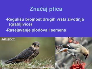 Značaj ptica
-Regulišu brojnost drugih vrsta životinja
(grabljivice)
-Rasejavanje plodova i semena
 