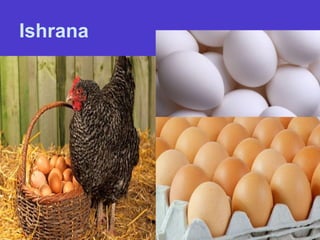 Ishrana
 