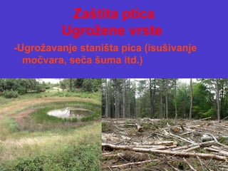 Zaštita ptica
Ugrožene vrste
-Ugrožavanje staništa pica (isušivanje
močvara, seča šuma itd.)
 