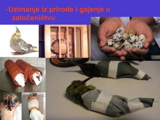 -Uzimanje iz prirode i gajenje u
zatočeništvu
 