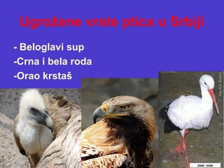 Ugrožene vrste ptica u Srbiji
- Beloglavi sup
-Crna i bela roda
-Orao krstaš
 
