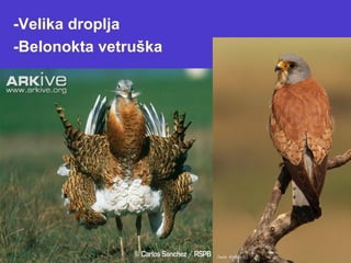 -Velika droplja
-Belonokta vetruška
 