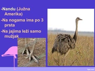 -Nandu (Južna
Amerika)
-Na nogama ima po 3
prsta
-Na jajima leži samo
mužjak
 