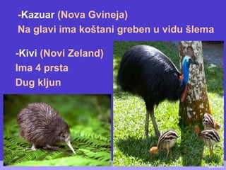 -Kivi (Novi Zeland)
Ima 4 prsta
Dug kljun
-Kazuar (Nova Gvineja)
Na glavi ima koštani greben u vidu šlema
 