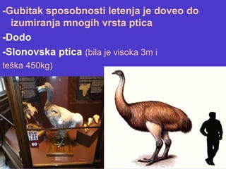 -Gubitak sposobnosti letenja je doveo do
izumiranja mnogih vrsta ptica
-Dodo
-Slonovska ptica (bila je visoka 3m i
teška 450kg)
 