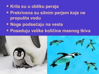 Krila su u obliku peraja
Prekrivena su sitnim perjem koje ne
propušta vodu
Noge podsećaju na vesla
Poseduju velike količine masnog tkiva
 