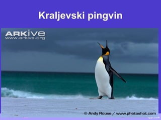 Kraljevski pingvin
 