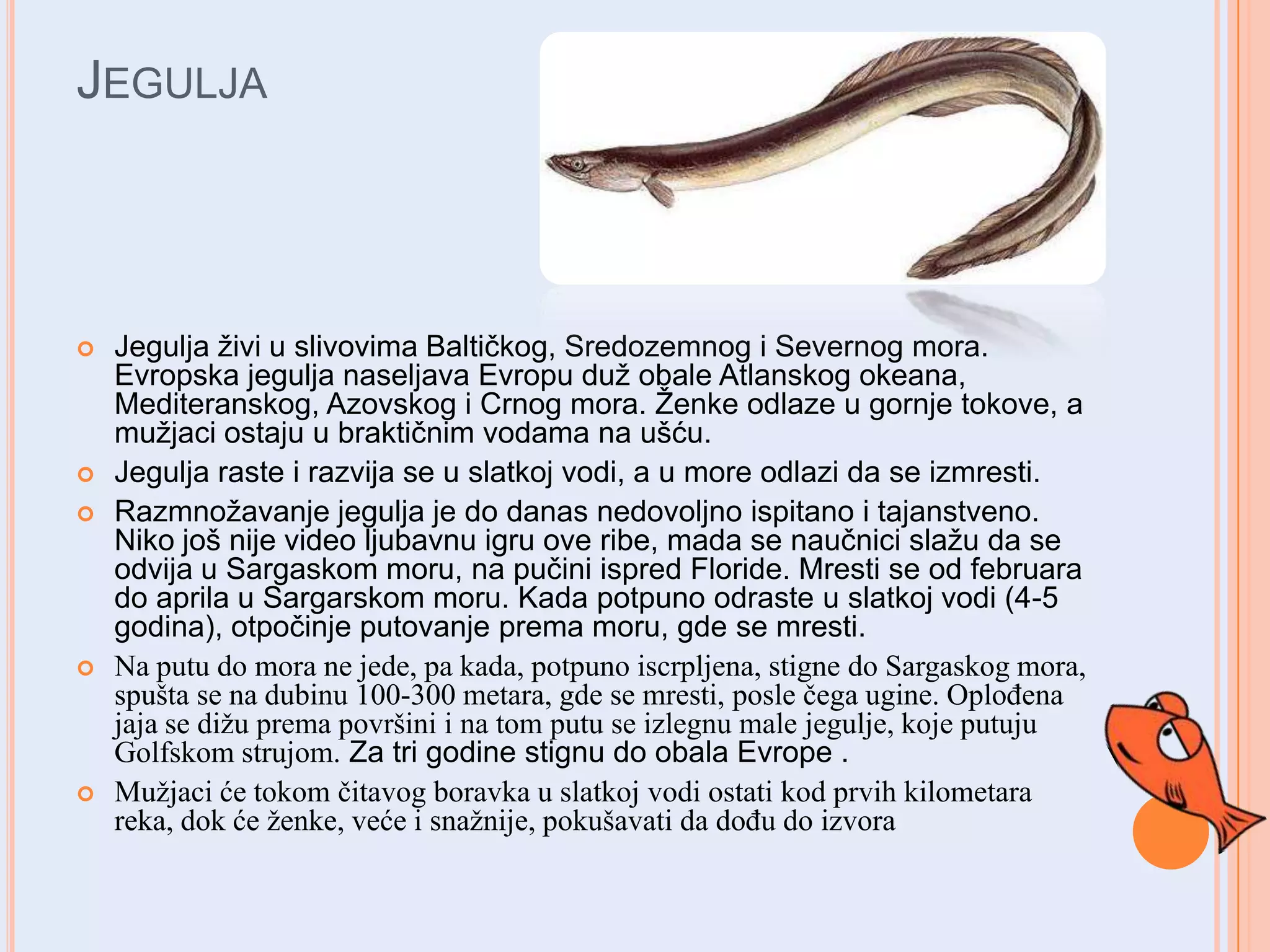 Gradja Riba Raznovrsnost riba | PPTX