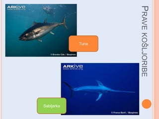 Sabljarka

PRAVE KOŠLJORIBE

Tuna

 