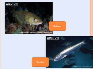 Bakalar

Sardela

 