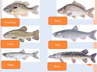 Sunĉanica

Linjak

Keder

Šaran

Klen

Štuka

 