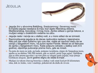 JEGULJA










Jegulja ţivi u slivovima Baltiĉkog, Sredozemnog i Severnog mora.
Evropska jegulja naseljava Evropu duţ obale Atlanskog okeana,
Mediteranskog, Azovskog i Crnog mora. Ţenke odlaze u gornje tokove, a
muţjaci ostaju u braktiĉnim vodama na ušću.
Jegulja raste i razvija se u slatkoj vodi, a u more odlazi da se izmresti.
Razmnoţavanje jegulja je do danas nedovoljno ispitano i tajanstveno.
Niko još nije video ljubavnu igru ove ribe, mada se nauĉnici slaţu da se
odvija u Sargaskom moru, na puĉini ispred Floride. Mresti se od februara
do aprila u Sargarskom moru. Kada potpuno odraste u slatkoj vodi (4-5
godina), otpoĉinje putovanje prema moru, gde se mresti.
Na putu do mora ne jede, pa kada, potpuno iscrpljena, stigne do Sargaskog mora,
spušta se na dubinu 100-300 metara, gde se mresti, posle čega ugine. Oplođena
jaja se dižu prema površini i na tom putu se izlegnu male jegulje, koje putuju
Golfskom strujom. Za tri godine stignu do obala Evrope .
Mužjaci će tokom čitavog boravka u slatkoj vodi ostati kod prvih kilometara
reka, dok će ženke, veće i snažnije, pokušavati da dođu do izvora

 