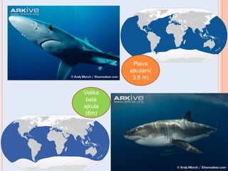 Plava
ajkulam(
3.8 m)
Velika
bela
ajkula
(8m)

 