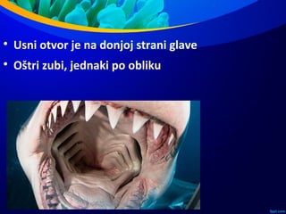 
Usni otvor je na donjoj strani glave

Oštri zubi, jednaki po obliku
 