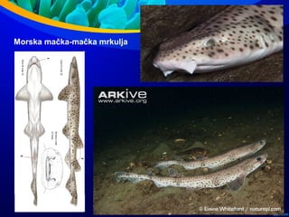 Morska mačka-mačka mrkulja
 