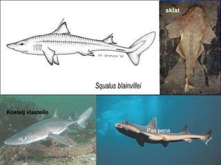 Pas pena
Kostelj vlastelin
sklat
 