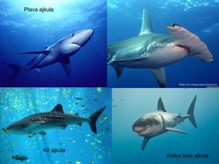 Velika bela ajkula
Kit ajkula
Plava ajkula
Čekićara
 