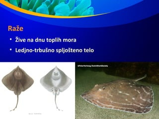 Raže

Žive na dnu toplih mora

Ledjno-trbušno spljošteno telo
 