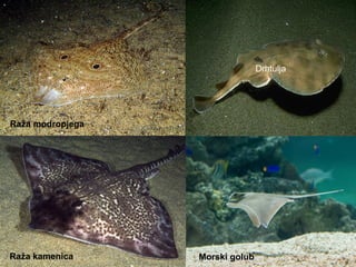 Raža kamenica Morski golub
Drhtulja
Raža modropjega
 