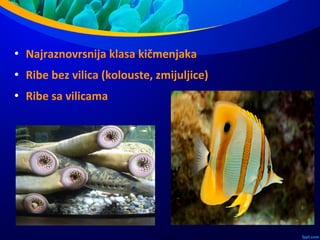  Najraznovrsnija klasa kičmenjaka
 Ribe bez vilica (kolouste, zmijuljice)
 Ribe sa vilicama
 