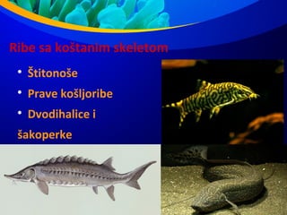 Ribe sa koštanim skeletom

Štitonoše

Prave košljoribe

Dvodihalice i
šakoperke
 