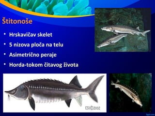 Štitonoše

Hrskavičav skelet

5 nizova ploča na telu

Asimetrično peraje

Horda-tokom čitavog života
 