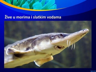 Žive u morima i slatkim vodama
 