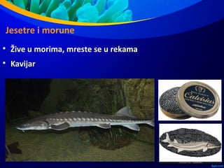 Jesetre i morune

Žive u morima, mreste se u rekama

Kavijar
 