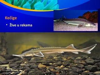 Kečige

Žive u rekama
 