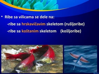 
Ribe sa vilicama se dele na:
-ribe sa hrskavičavim skeletom (rušljoribe)
-ribe sa koštanim skeletom (košljoribe)
 