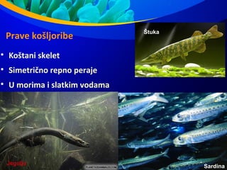 Prave košljoribe

Koštani skelet

Simetrično repno peraje

U morima i slatkim vodama
Jegulja
Sardina
Štuka
 