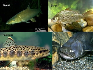 Pastrmka
ŠaranMrena
Som
 