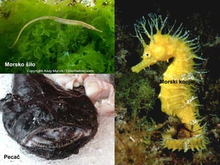Pecač
Morsko šilo
Morski konjic
 