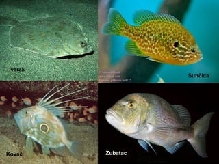 Kovač Zubatac
Sunčica
Iverak
 