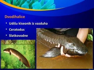 Dvodihalice

Udišu kiseonik iz vazduha

Ceratodus

Slatkovodne
 