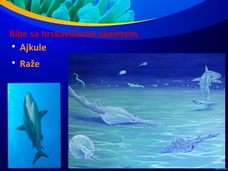 Ribe sa hrskavičavim skeletom

Ajkule

Raže
 