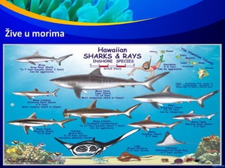 Žive u morima
 