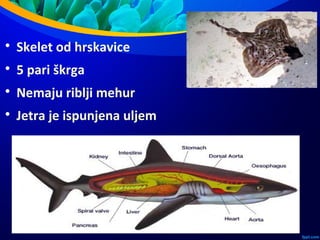 
Skelet od hrskavice

5 pari škrga

Nemaju riblji mehur

Jetra je ispunjena uljem
 